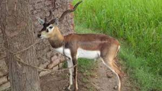 Rescued injured deer, released in forest area after treatment