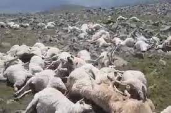 Sudden death of grazing sheep, possibility of food poisoning, investigation started