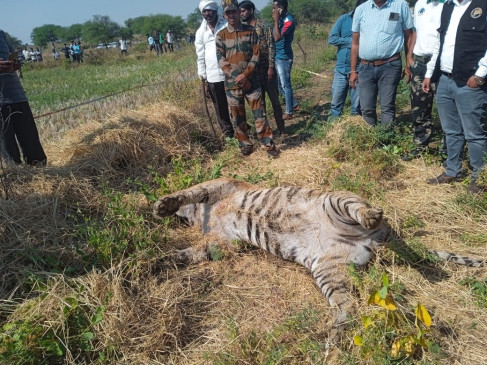 Tigress died due to electrocution in the field