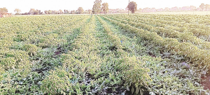 Trend towards watermelon cultivation in Murtijapur tehsil, beneficial for beekeeping