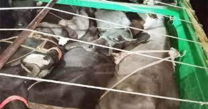 Truck full of cattle caught, goods worth 11.24 lakh seized