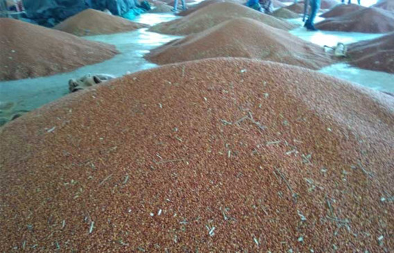 Tur prices suddenly jumped in Amravati agricultural market