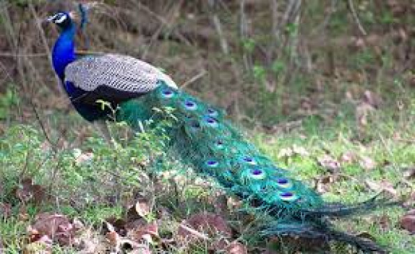 Two hunters caught hunting peacock, were cooking meat at home, were preparing to sell some