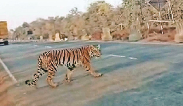 Vanraj was seen crossing the road with pride