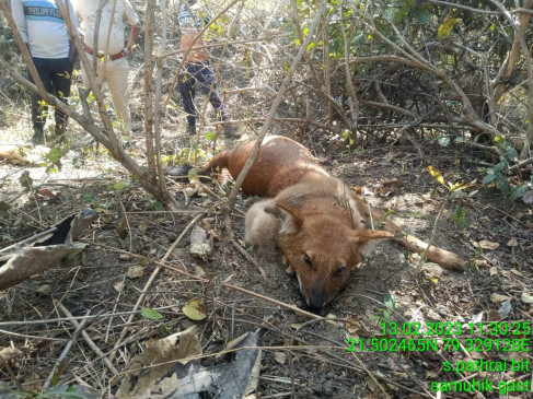 Wild dog died due to getting trapped in the trap planted in the field Wild dog died due to getting trapped in the trap planted in the field