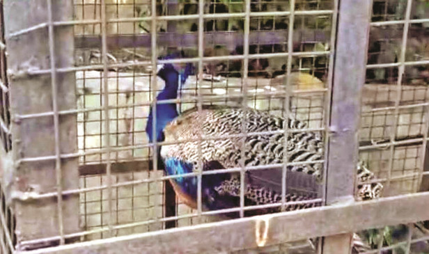 Wildlife parts and live peacock found at liquor sellers house