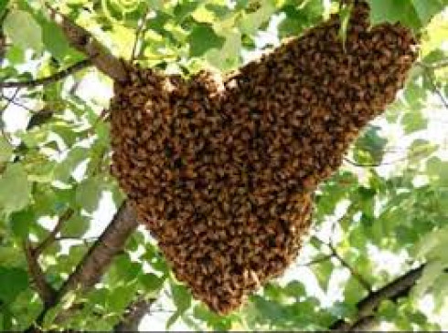 Woman injured in bee attack dies
