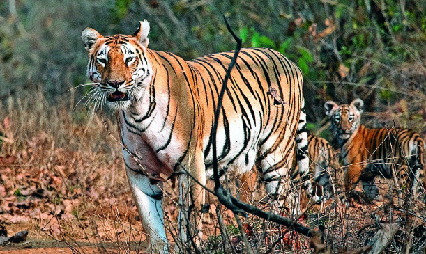 17 tigers reached the village, forest department also in panic