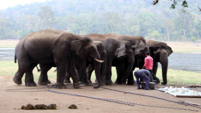Another newborn elephant dies in Kamlapur camp
