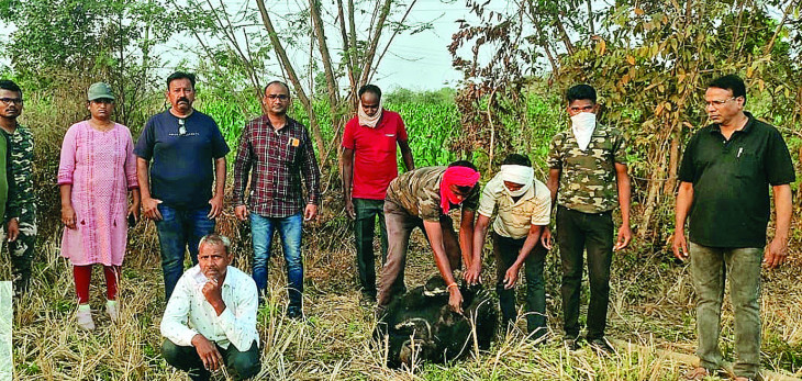Bear dies due to electrocution planted to protect crops
