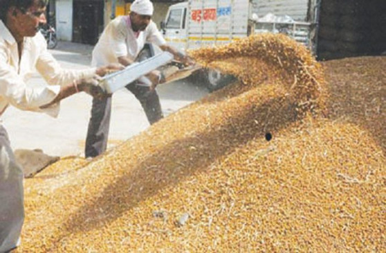 Bought gram from 11 farmers at Rs 5 thousand 335 per quintal