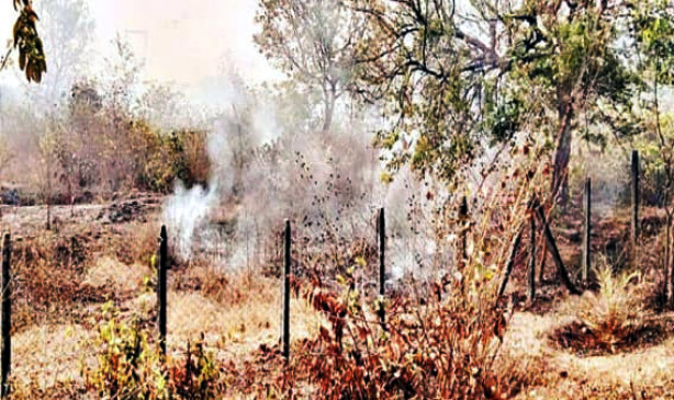 Desaiganj forest departments rope garden caught fire