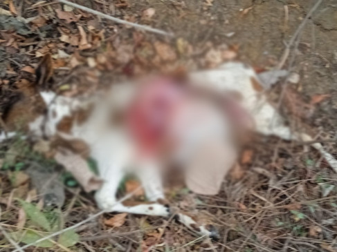 Double whammy on farmers: Leopard licks goat and bull