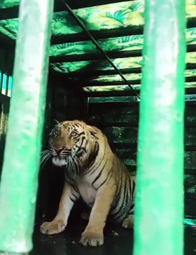 gadchirili Caged tigress sent to TTC