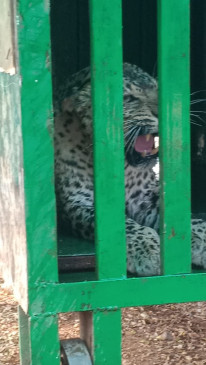 Leopard who injured woman imprisoned in cage