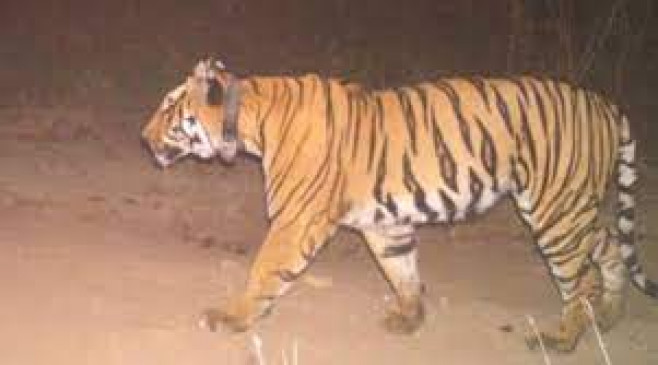 Rescue of two cubs of dead tigress, brought to Gorewada