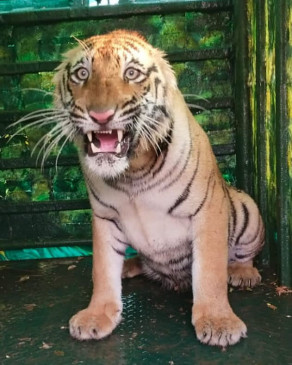 The tigress camped for seven hours in the rope garden of Agriculture College