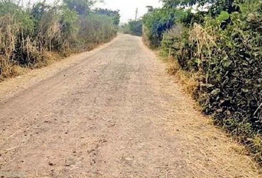 Threat of wildlife attack due to bushes growing on the road